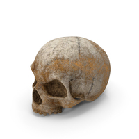 Skull Texture PNG & PSD Images