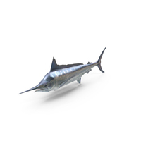 Striped Marlin Fish PNG & PSD Images
