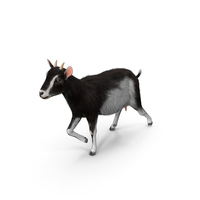 Black & White Walking Goat With Fur PNG & PSD Images