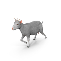 White Goat Walking With Fur PNG & PSD Images