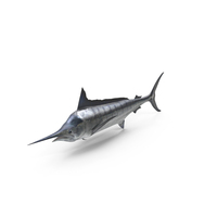 White Marlin Fish PNG & PSD Images