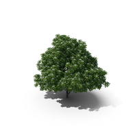 Flowering Anise Tree PNG & PSD Images