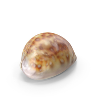 Sea Shell White Spotted Cowry PNG & PSD Images