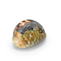 Sea Shell Cypress Mus PNG & PSD Images