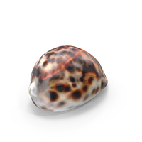 Tiger Cowrie Shell PNG & PSD Images