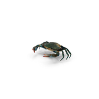 Blue Crab PNG & PSD Images