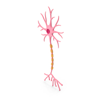Neuron Anatomy PNG & PSD Images