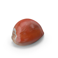 Cowrie Shell PNG & PSD Images