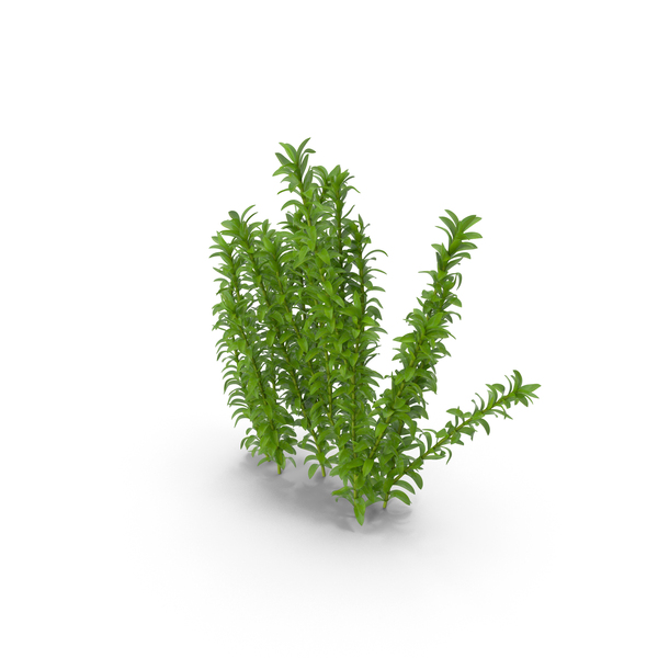 Aquarium Plant Elodea Young PNG & PSD Images