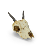 Gazelle Skull PNG & PSD Images