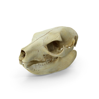 Dog Skull PNG & PSD Images