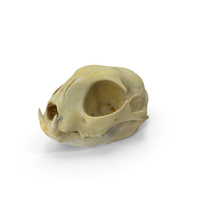 Dog Skull PNG & PSD Images