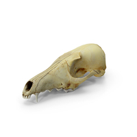 Fox Skull PNG & PSD Images
