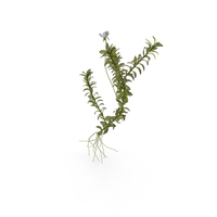 Aquatic Plant Elodea Adult PNG & PSD Images