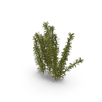 Oxygenation Elodea Plant For Fish Tank PNG & PSD Images