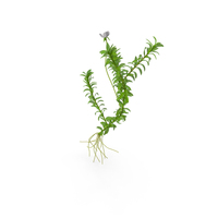 Elodea Plant Young PNG & PSD Images