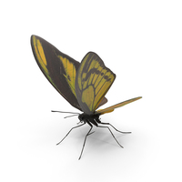 Chimaera Birdwing Butterfly PNG & PSD Images