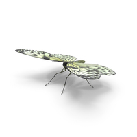 Tree Nymph Butterfly PNG & PSD Images