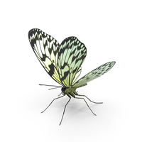 Tree Nymph Butterfly PNG & PSD Images