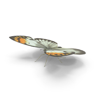 Colotis Ione Butterfly PNG & PSD Images