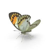 Colotis Ione Butterfly PNG & PSD Images