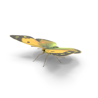 Clouded Yellow Butterfly PNG & PSD Images