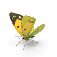 Clouded Yellow Butterfly PNG & PSD Images