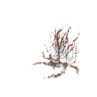 Shrub PNG & PSD Images