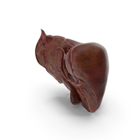 Human Liver And Gallbladder PNG & PSD Images