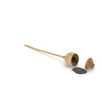 Dry Open Poppy Seed Plant PNG & PSD Images