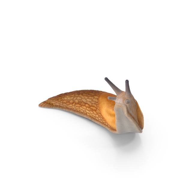 Slug Arion Fuscus Reaching Up PNG & PSD Images