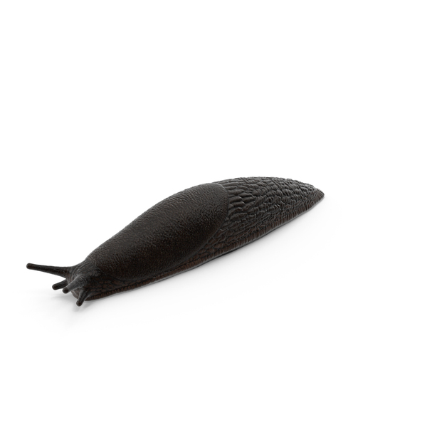 Slug Arion Hortensis PNG & PSD Images