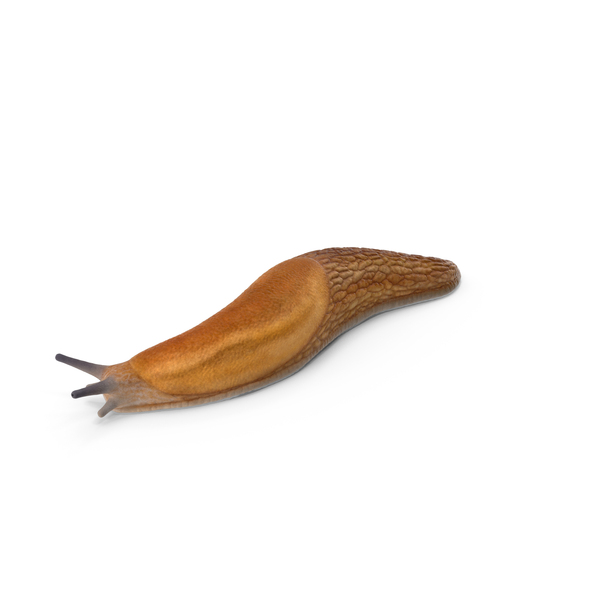 Slug Dusky Arion Lying PNG & PSD Images