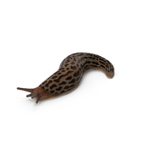 Slug Limax Maximums Crawling PNG & PSD Images