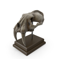 Fossilized Saber Tooth Skull PNG & PSD Images