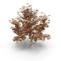 Golden Acer Tree PNG & PSD Images