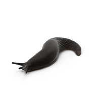 Black Garden Slug Crawling PNG & PSD Images