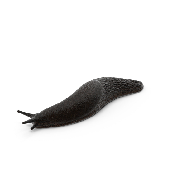 Garden Slug Arion Hortensis Lying PNG & PSD Images