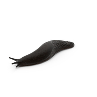 Garden Slug Arion Hortensis Lying PNG & PSD Images