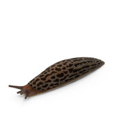 Great Grey Slug PNG & PSD Images