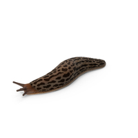 Great Grey Slug Lying PNG & PSD Images