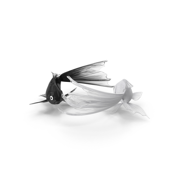 Yin Yang Fish PNG & PSD Images