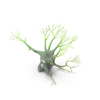 Leafless Evil Green Tree PNG & PSD Images