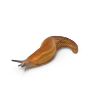 Dusky Arion Slug Crawling PNG & PSD Images