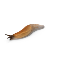 Iberian Slug Lying PNG & PSD Images
