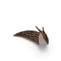 Leopard Slug Reaching Up PNG & PSD Images