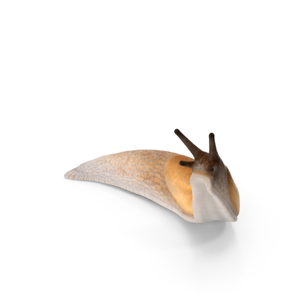 Lusitanian Slug Reaching Up PNG & PSD Images