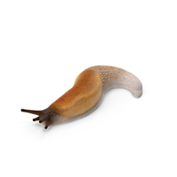 Slug Arion Lusitanicus Crawling PNG & PSD Images