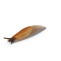 Spanish Slug PNG & PSD Images