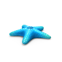 Starfish PNG & PSD Images